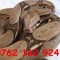 sarpe boa constrictor / piton regal