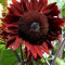 70 Seminte Floarea-soarelui rosie