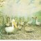 CPI (B492) PELICAN, COLONIE DE PELICANI, NECIRCULATA, EDITURA MUZEUL DELTEI DUNARII - TULCEA, DELTA DUNARII