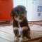 catelus bichon havanese,