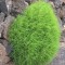 COCHIA TRYCHOPHYLLA SAU TUFA DE FOC