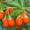 Seminte Goji (Fructul Longevitatii )