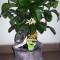 LAMAI GIGANT - Mana lui Buddha (greutate fruct, 500 grame) - POZE REALE !!!