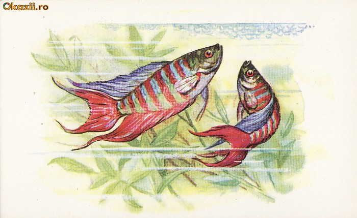 Ilustrata pesti,pescuit-URSS