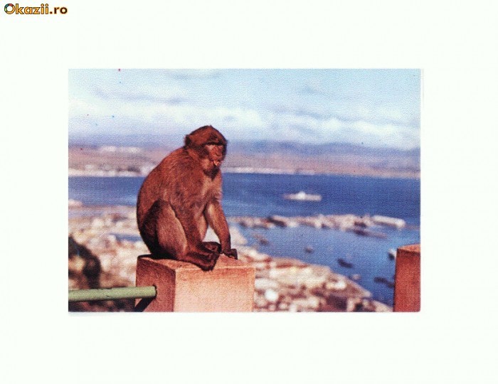 CP179-02 Gibraltar -Babary Ape -necirculata