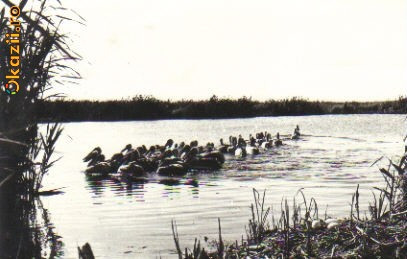 bnk cp delta dunarii - pelicani