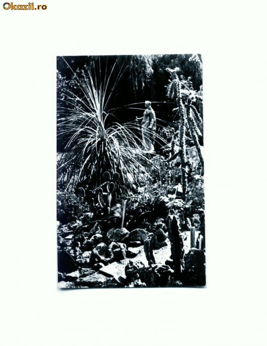 CP114-76 -Cluj -Gradina Botanica -RPR -circulata 1964
