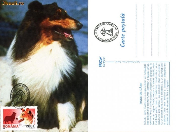 Maxima caine Collie Maxima caine Collie