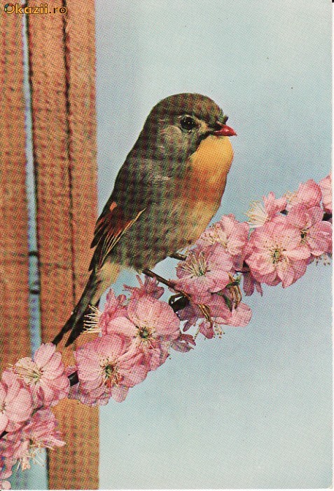 Animale-Pasari - Vedere