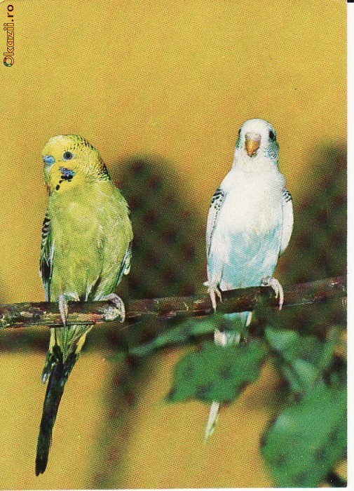 Animale-Pasari -Papagali- carte postala