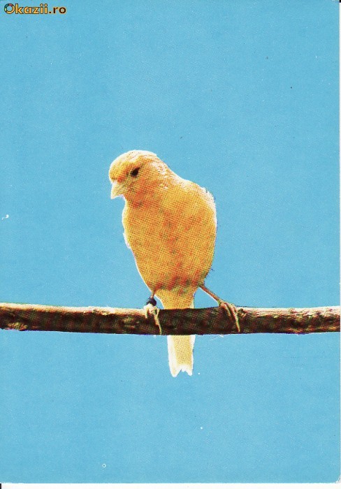 Animale-Pasari -Canari- Vedere