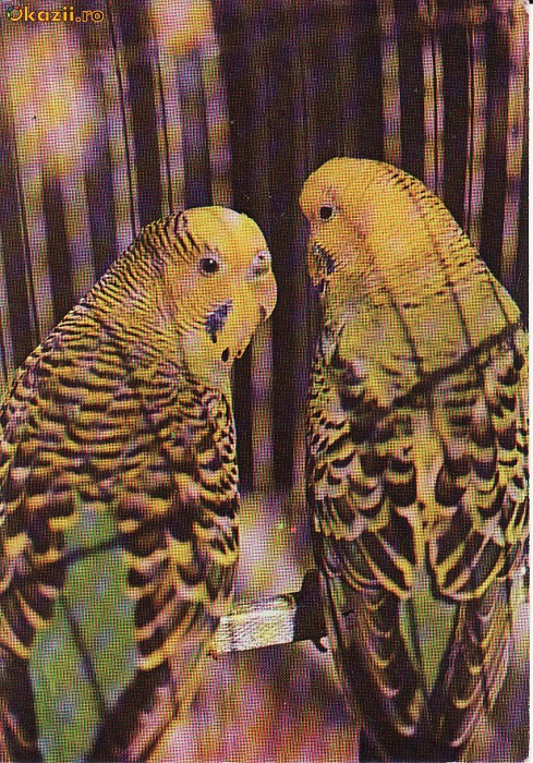Animale-Pasari -Papagali- carte postala