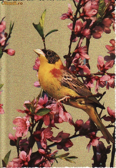 Animale-Pasari- Vedere