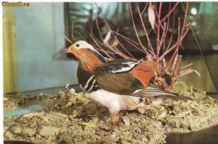 carte postala(ilustrata)-Rata mandarin