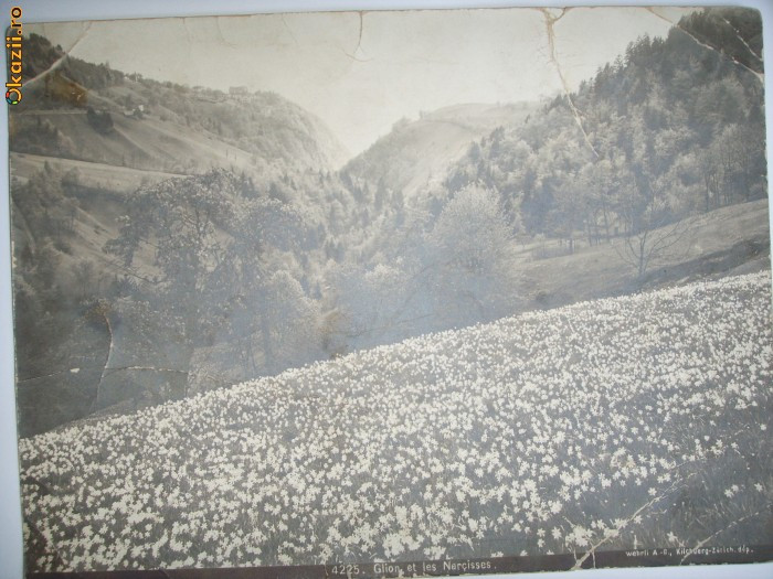 FOTO M.VEVEY-CAMP DE NARCISE LANGA ZURICH,ELVETIA,1900