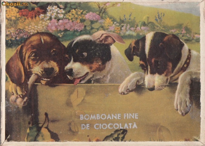 B28549 Catei Boamoane fine de Ciocolata