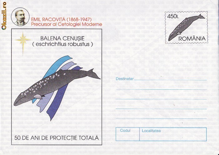 Animale-Balena Cenusie Animale-Balena Cenusie