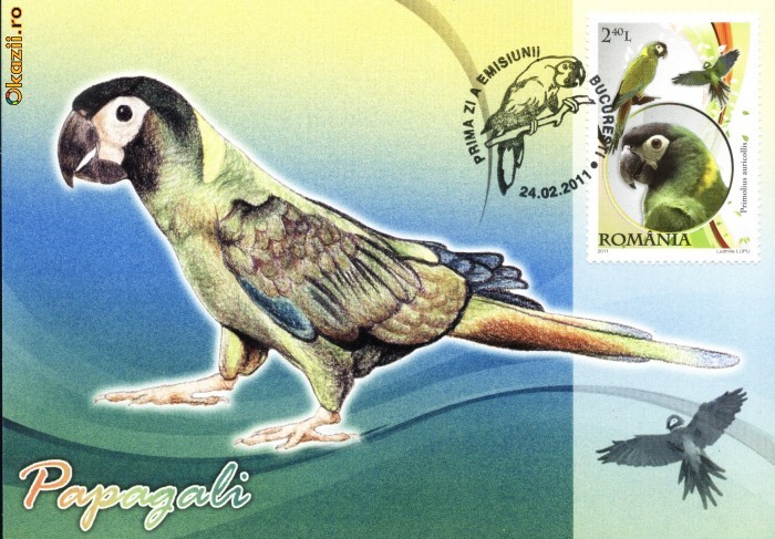 Maxima Macaul cu guler galben (Primolius auricollis)