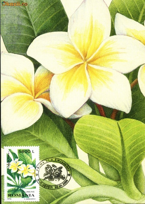 Maxima flori Plumerie (Plumeria Rubra)