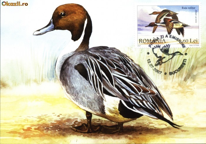 Maxima Rata sulitar (Anas acuta)