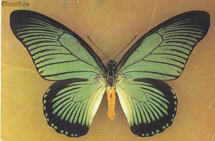 Carte postala ilustrata Fauna - fluturi - Iterus zamolxis, Gabon Carte postala ilustrata Fauna - fluturi - Iterus zamolxis, Gabon