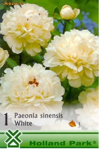 bujori-bulbi-radacina-albi-sinensis-white-unicat-la-cel-mai-mic