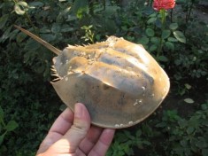 Crabul potcoava - carapace- fosila vie foto