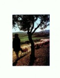 CP131-52 Bethlehem, Sheperds` Field -necirculata