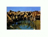 CP131-76 Beer Sheva -Camels at Watering Place - necirculata