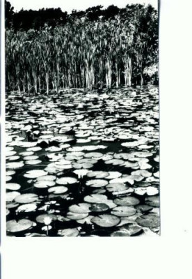 CP73-27- Oradea, Baile ,,1 Mai&amp;quot; Lacul cu nuferi (circulata 1963) foto
