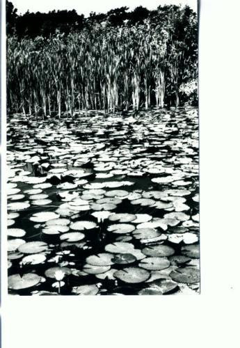 CP73-27- Oradea, Baile ,,1 Mai&quot; Lacul cu nuferi (circulata 1963)