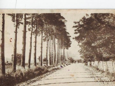 167 RPR Malnas Aleea cu Pini 1954 foto