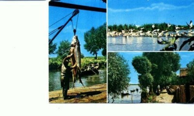 CP95-26 -Tulcea -circulata 1985 foto
