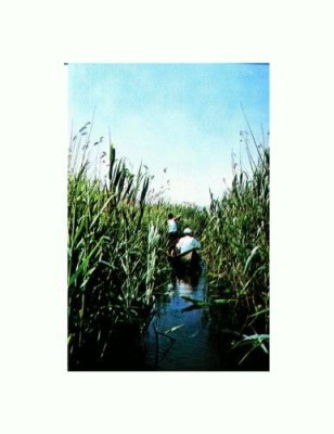 CP109-73 -In Delta Dunarii -necirculata foto
