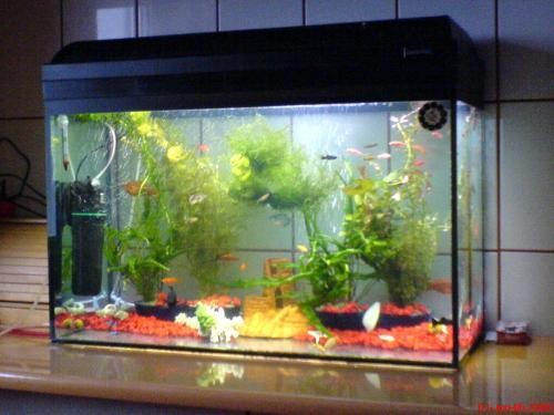 OCAZIE VAND ACVARIU 150L CU CAPAC NEGRU SI NEOANE, POMPA AER+FILTRU APA foto mare OCAZIE VAND ACVARIU 150L CU CAPAC NEGRU SI NEOANE, POMPA AER+FILTRU APA foto mare