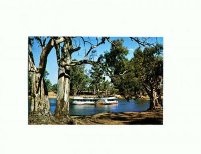 CP132-43 Paddle Steamer on Murray River-Australia -necirculata foto