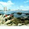 CP86-15 -Mamaia -circulata 1966 -timbru RPR