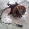 PIESE FORD FOCUS ,,BUTUC SPATE STANGA CU A.B.S+RULMENT,,