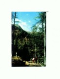 CP133-94 Sinaia, In drum spre cota 1400 -circulata 1968