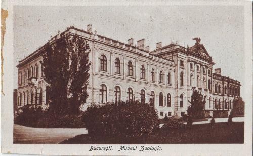 Bucuresti,muzeul zoologic, unc, interbelic Bucuresti,muzeul zoologic, unc, interbelic