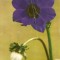 R764 RPR Anemone marca fixa 40 de bani