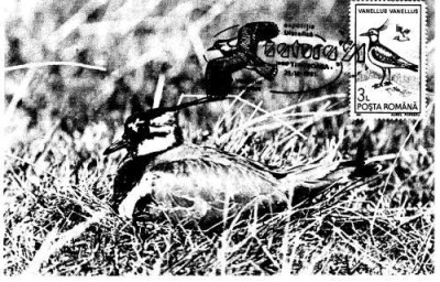 Maxima Natura 91 Timisoara foto