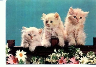 CP- 25 Tematica pisici foto