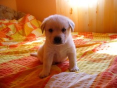Vand 2 masculi Labrador Retrevier foto