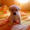 Vand 2 masculi Labrador Retrevier