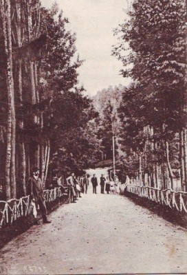 B62 Sangeorgiul Roman Alee Animata circulat 1929 foto