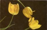 R1372 RPR Lalele circulat 1966 flori
