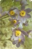 YR02000 romania flori flora circulat 1964 RPR