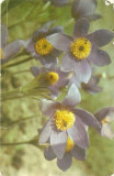 YR02000 romania flori flora circulat 1964 RPR