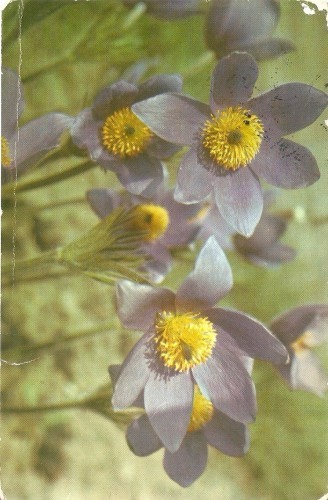 YR02000 romania flori flora circulat 1964 RPR